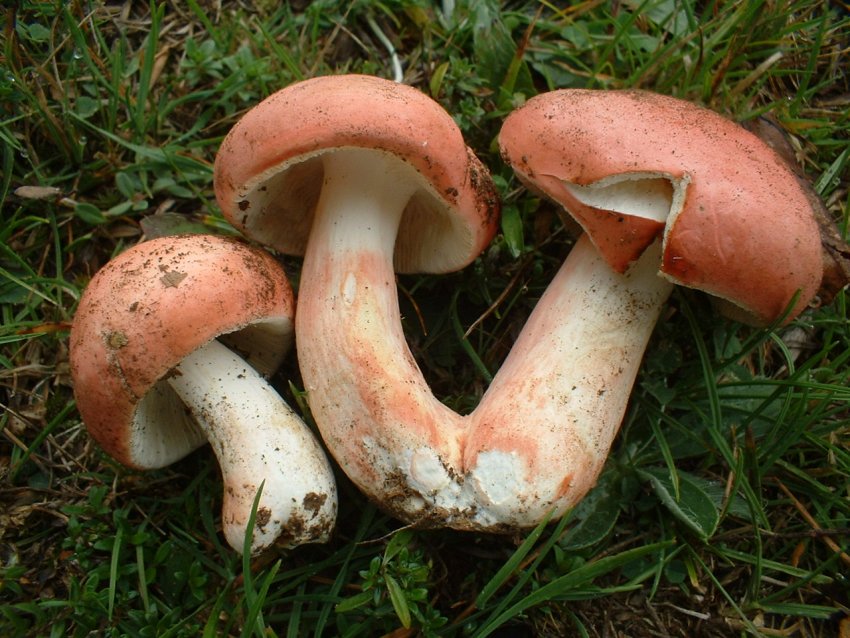 russula da determinare